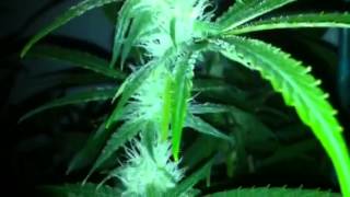 Day 22 night shots TGA 4k flower room