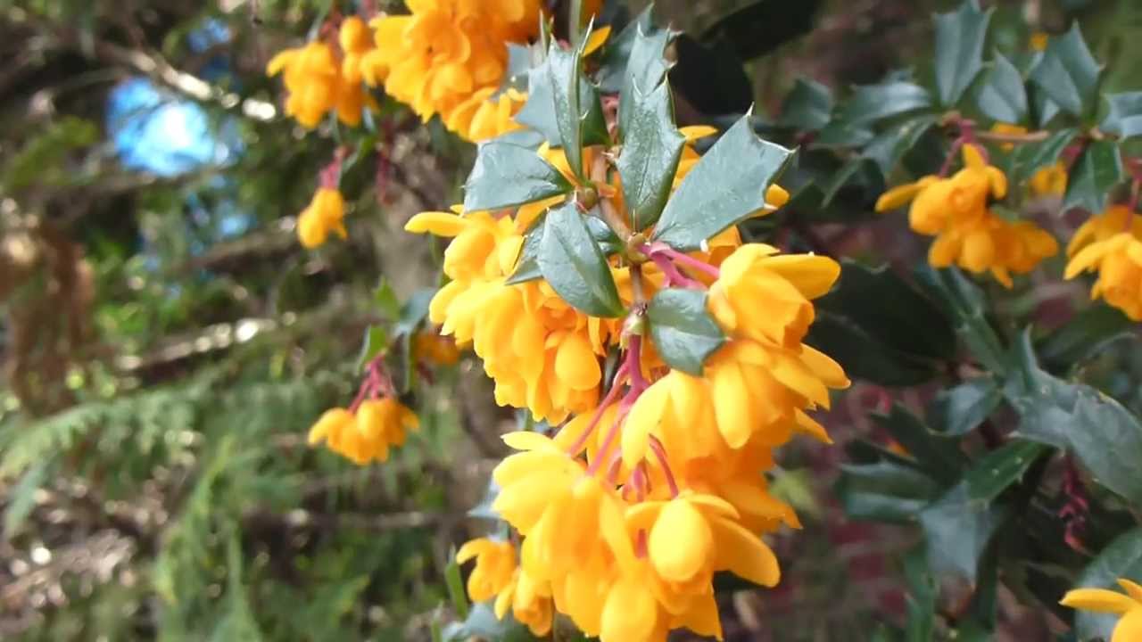 Berberis darwinii - Bjarnaber - Broddar - Darwinsbroddur - Skrautrunni