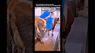 Modern dairy farm: Automatic cow cleaning system!