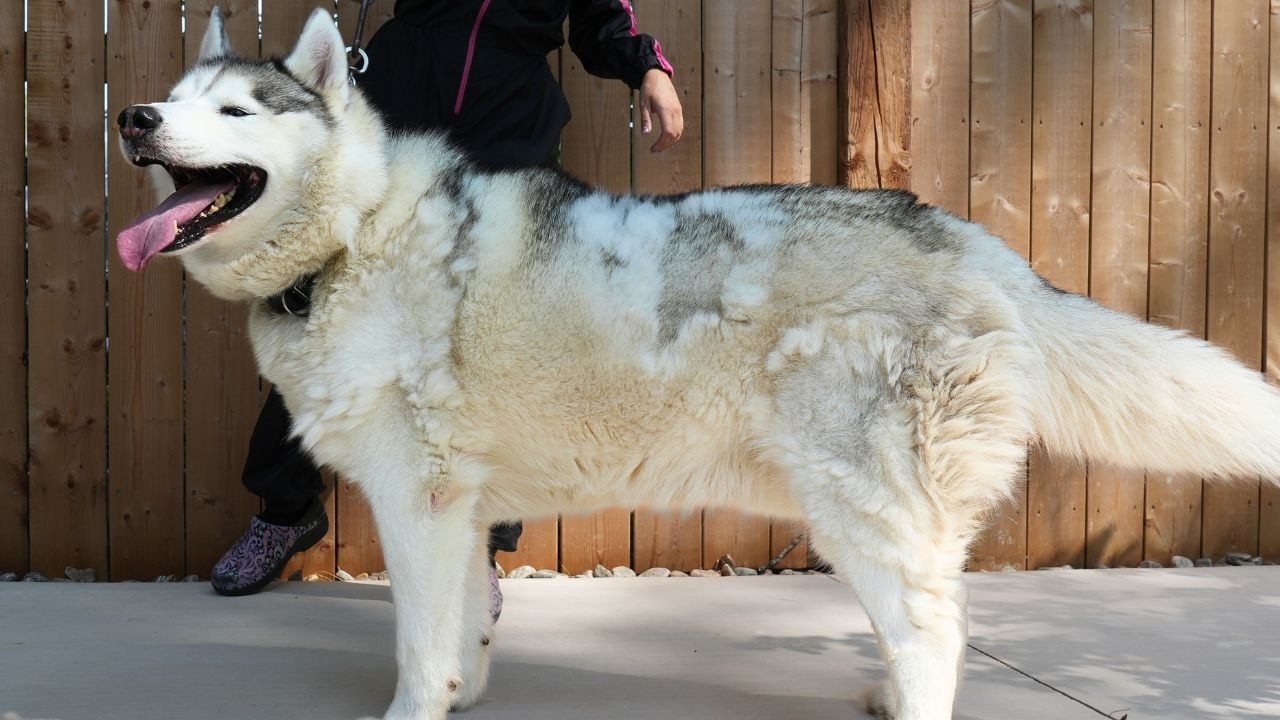 One Of The Most Challenging Husky Grooms of My Career