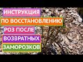 СПАСАЮ СВОИ РОЗЫ ПОСЛЕ ВОЗВРАТНЫХ ЗАМОРОЗКОВ!