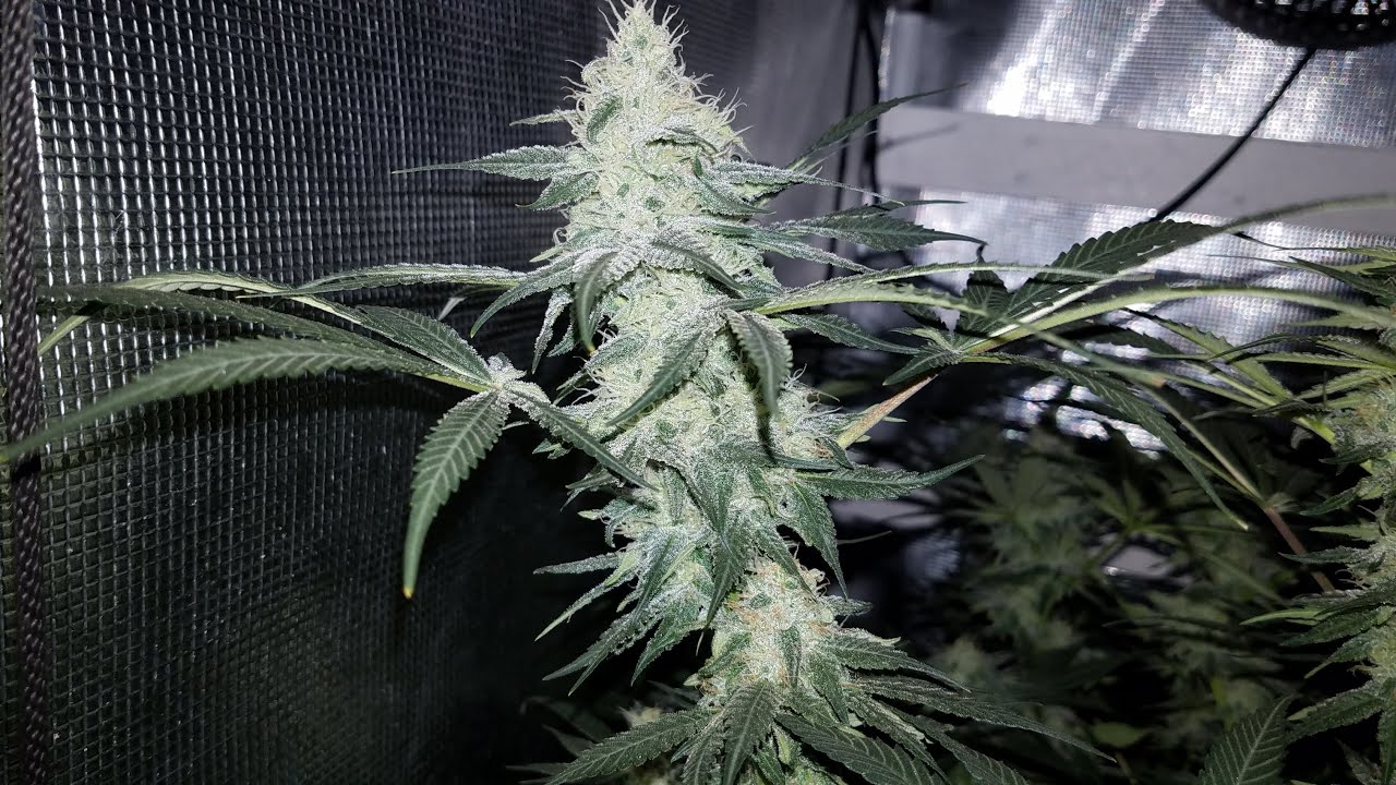 Back to Jacks 3-2-1 Grow with Mars Hydro TS 3000 - Day 35 ofFlower