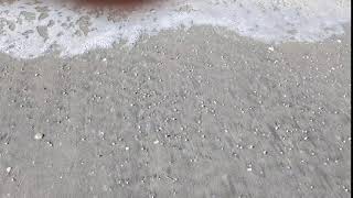 Little Shells Vanishing Under the Sand - Coquina Clam