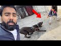 Chinu vs panther Tug of war