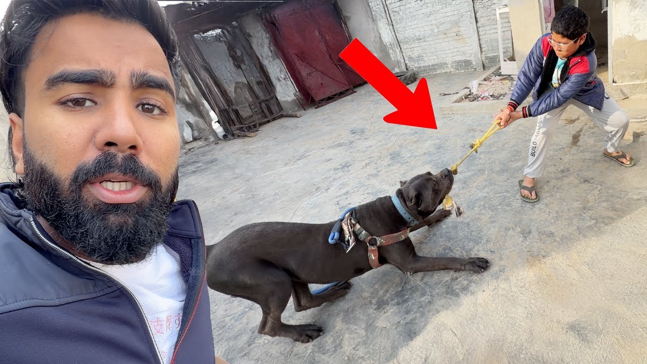 Chinu vs panther Tug of war