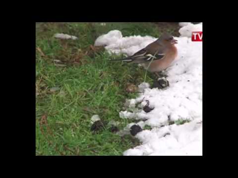აჭარაში ღამითაც ითოვებს