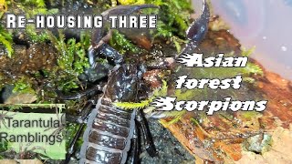 Rehousing three Asian forest scorpions
