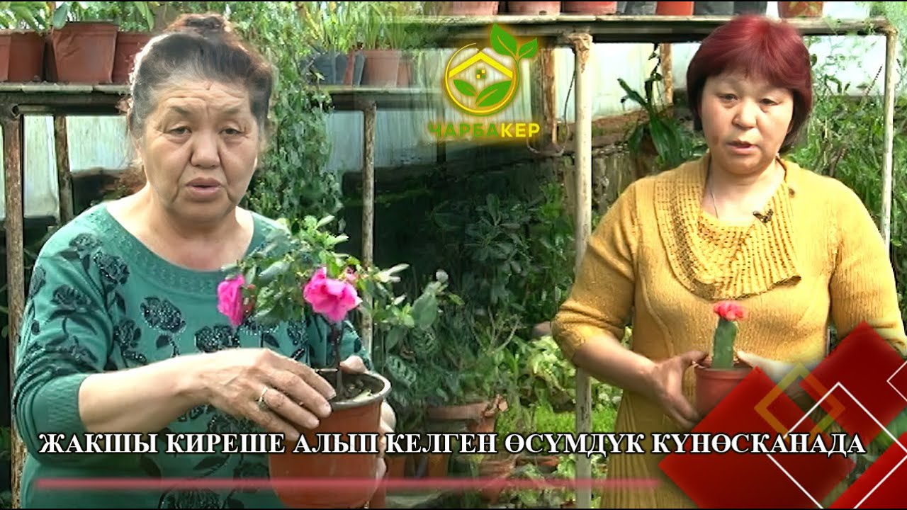 Жакшы киреше алып келген өсүмдүк күнөсканада // Чарбакер