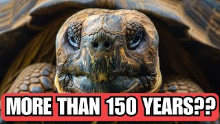 Why Turtles Live So Long? [150+ Years]