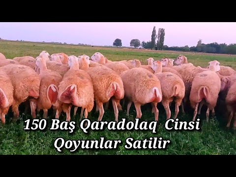 150 BAŞ TƏMİZ QARADOLAQ CİNSİ QOYUNLAR SATİLİB
