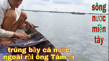 Ngày Hội Tụ Của Những Cao Thủ Giăng Lưới Cá Sác , Đông Vui Như Ngày Hội # SĂN BẮT ĐỒNG THÁP #