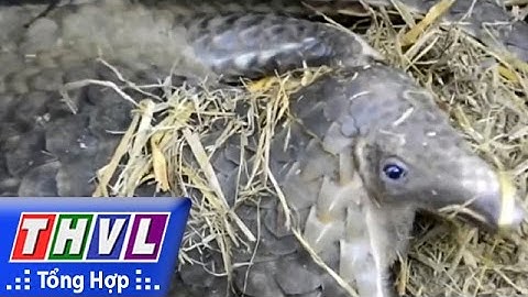 THVL | Người đưa tin 24G: Hơn 200 con tê tê quý hiếm được gắn chíp tái thả về rừng