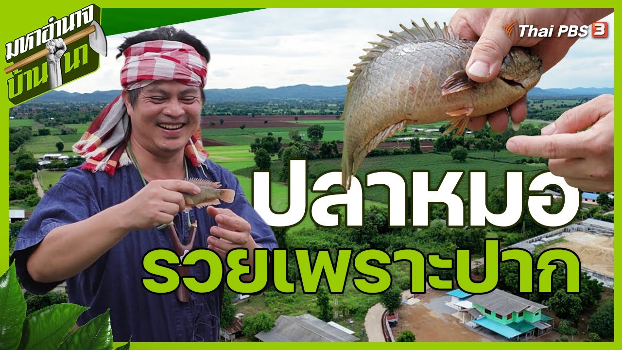 ปลาหมอรวยเพราะปาก | มหาอำนาจบ้านนา