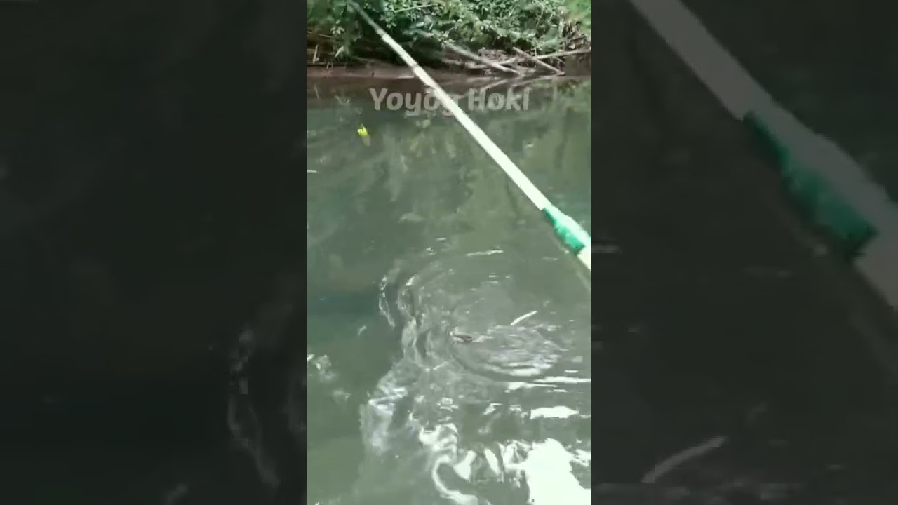 Mancing Wader Pakai Umpan Jitu Disambar Ikan Nila Babon #shorts #