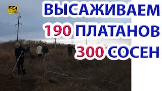 Высаживаем Платаны 190 шт и Сосны 300 шт в поле рядом с ф.меринос