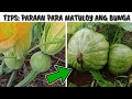 PAANO MATULOY ANG BUNGA NG KALABASA "UPDATE" | D' Green Thumb