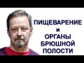 Как проходит процесс пищеварения. Органы брюшной полости. Андрей Найдек