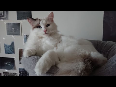 Video: Přenos Nemocí Mezi Divokými A Domácími Kočkami