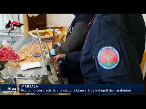 Uccidono con crudeltà una cicogna bianca. Due indagati dai carabinieri a Marsala