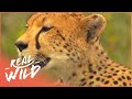 How Animals Learn To Hunt | Deadly Game | Real Wild