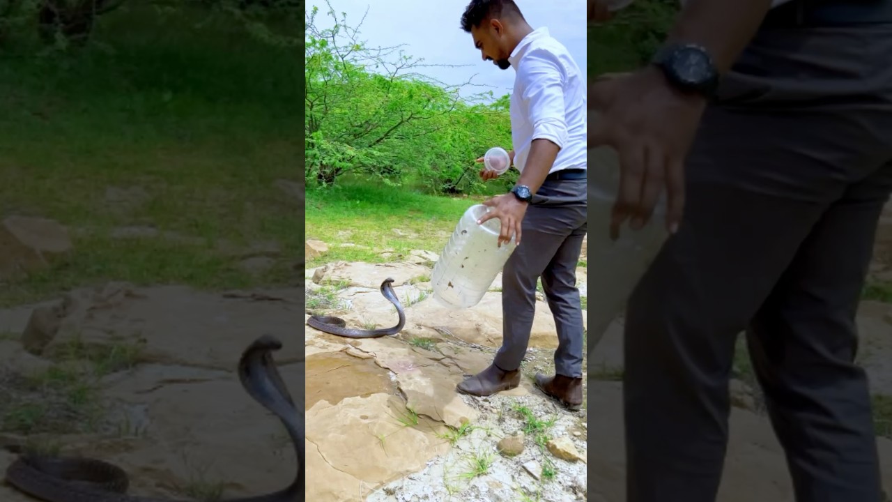 Wild Again! Releasing 3 Big Cobras 
