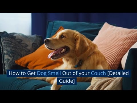 فيديو: ماذا رائحة الكلاب قبل التبول؟