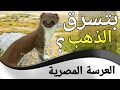 العرسة المصرية(ابن عرس) خناق الكتاكيت mustela nivalis