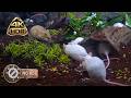[NO ADS] CAT TV 🐭 100% Real Mice Movements - No AI Artifacts | 4K HDR 60FPS - Cat Therapy