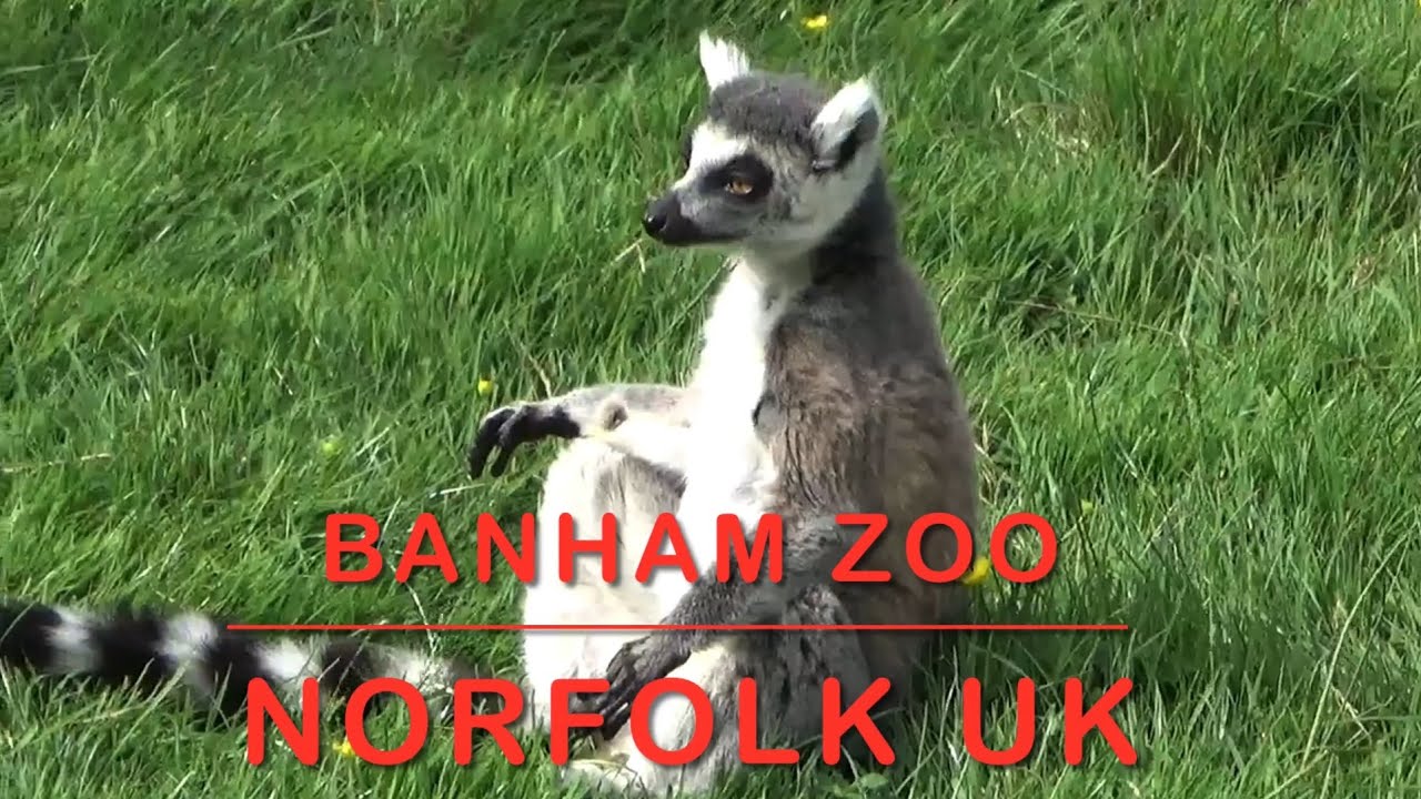 More Banham Zoo, Norfolk Uk