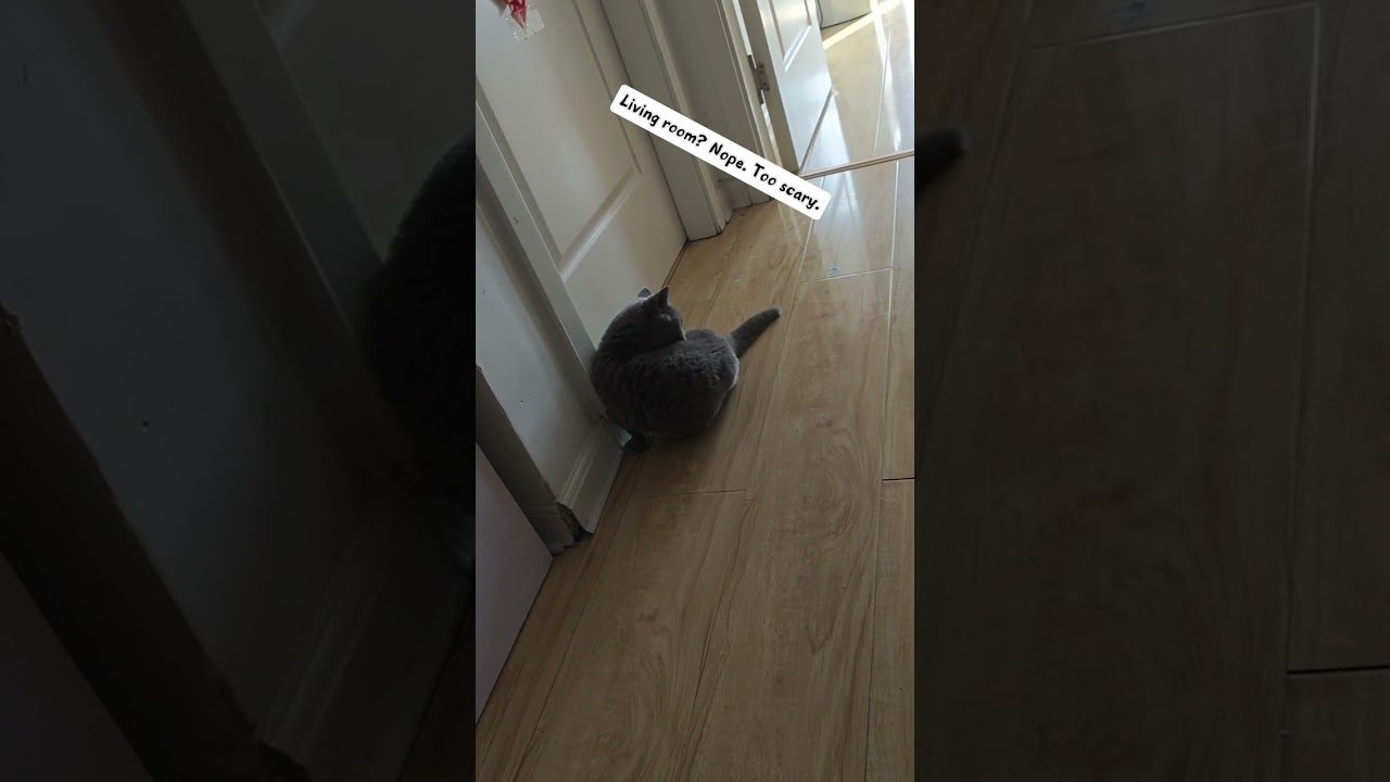 “Shadow steps out… then chickened out. Luna keeps sleeping. 😂”