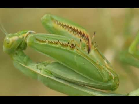 Miujiza Ya Mvunja Chungu Akipambana Na Cobrag