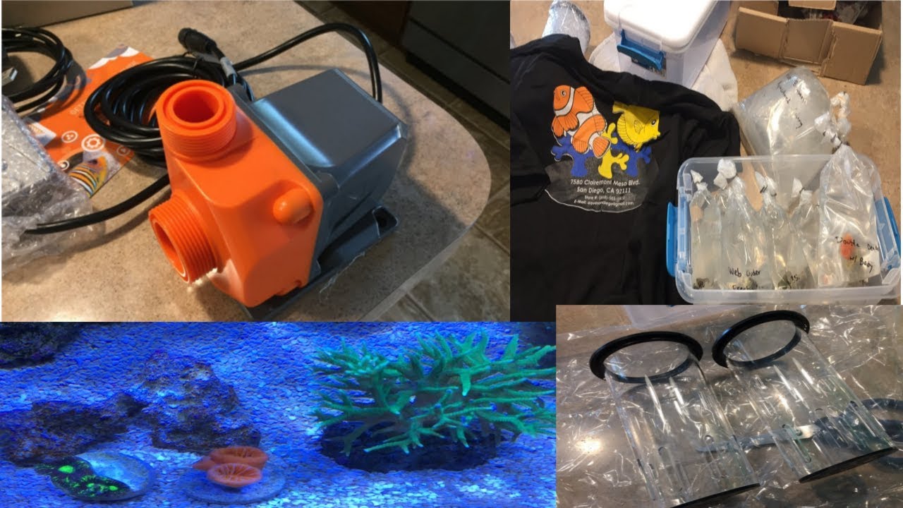 Red Sea Reefer 250 | 10 Months | Neptune COR20 | T5 Kessil Hyrbid | AquaSD Coral Haul