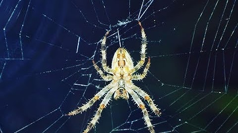 سورة العنكبوت كاملة تلاوة رائعة بصوت القارئ تميم الريمي