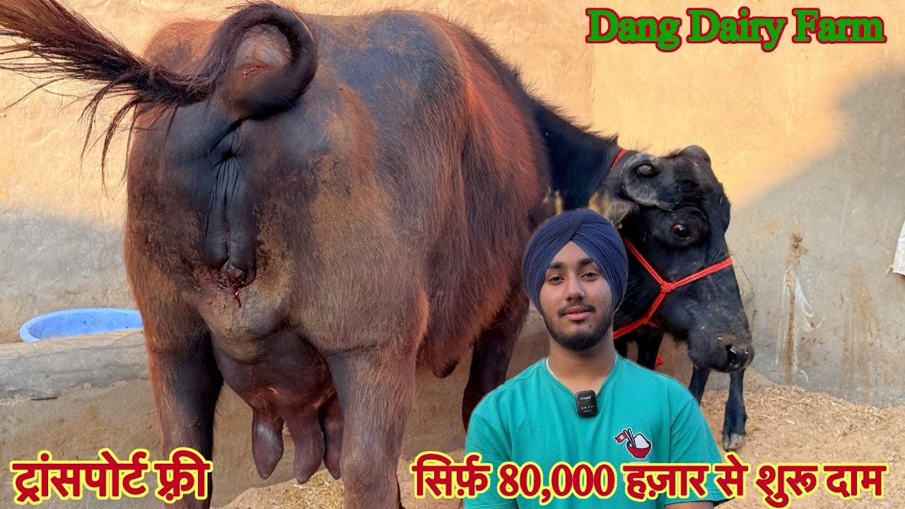 सिर्फ़ 80,000 हज़ार से शुरू दाम ✅ 12 से 18 लीटर दूध की झोटिया 🏆Cow Buffalo For Sale😱Dang Dairy Farm 