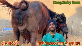 सिर्फ़ 80,000 हज़ार से शुरू दाम ✅ 12 से 18 लीटर दूध की झोटिया 🏆Cow Buffalo For Sale😱Dang Dairy Farm 