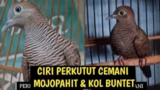 Download Lagu CIRI-CIRI PERKUTUT CEMANI MOJOPAHIT \u0026 CEMANI KOLBUNTET MP3