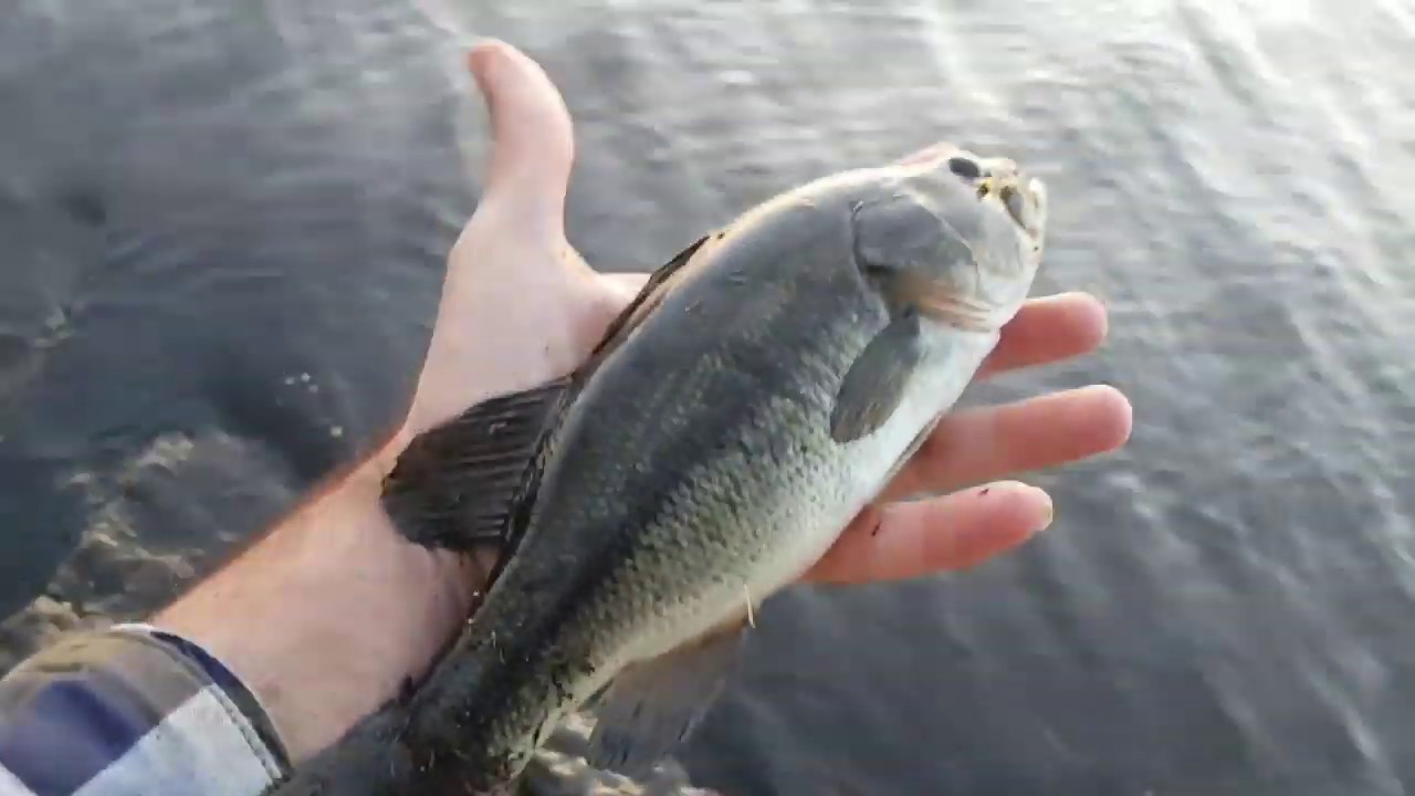 Fishing in Charles River (Boston) YouTube