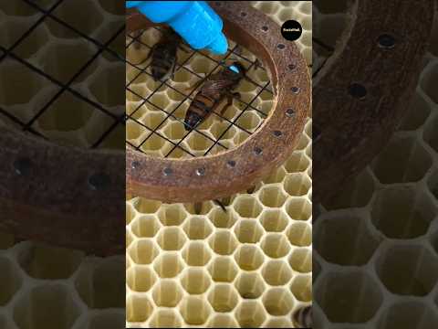 Why Marking A Queen Bee? #shorts #ytshorts