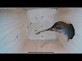 House wren empty bird nest box to laying eggs and raising 6 chicks  part 1