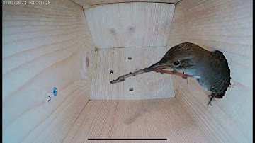 House Wren empty bird nest box to laying eggs and raising 6 chicks - Part 1