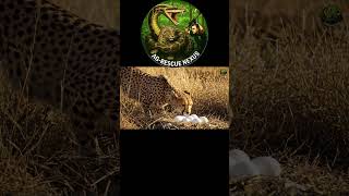 Celebrity Brave Heroes Rescue Wronged Lioness from Giant Python Attack 🐍  #animalrescue  #braveheroes Profile