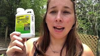 Care for a florida vegetable garden 9a ...