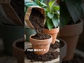 The 5 essentials for healthy plants #garden #sustainablesolutions #greenchoices