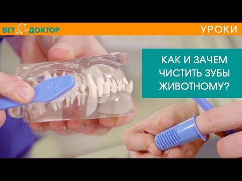 Видео: ВИДЕО: Как правильно чистить зубы вашей собаки
