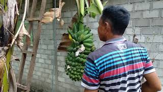 Tebang pisang (father)