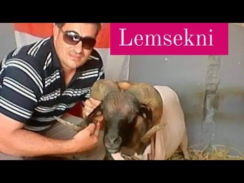 تفاصيل شراء لمساكني و سر نجاحه في البطولة 