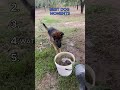 RANKING the BEST DOG Moments😂🐶