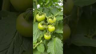 Tips and techniques for tomato farming #farming #tomato