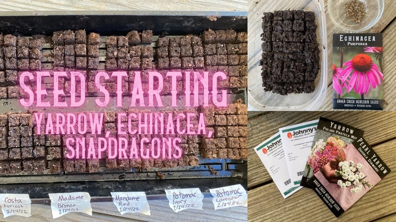 Cut Flower Seed Starting Yarrow, Echinacea and Snapdragons YouTube