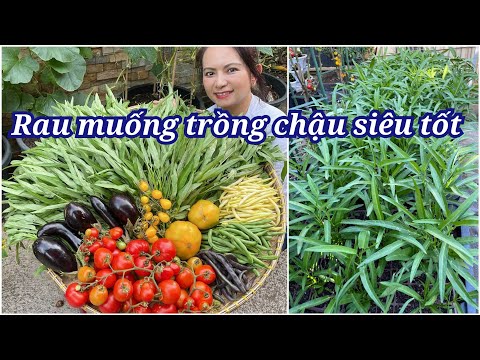 Video Thu hoạch rau muống, cà chua, cà tím, đậu ba màu sau... - youtube